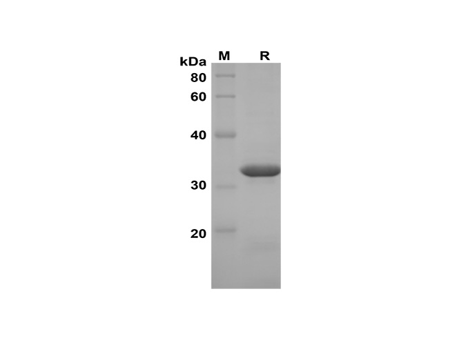 Валидация Elabscience PDEM100163(512)