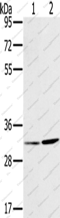 Вестерн-блоттинг, HSD17B12, клетки A172 и A375