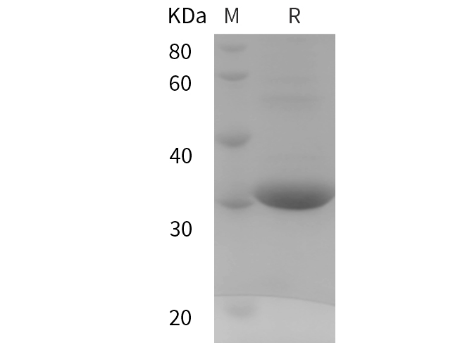 Валидация Elabscience PDEH101090(469)