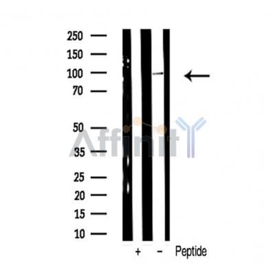 Валидация Affinity AF6361 - 3653