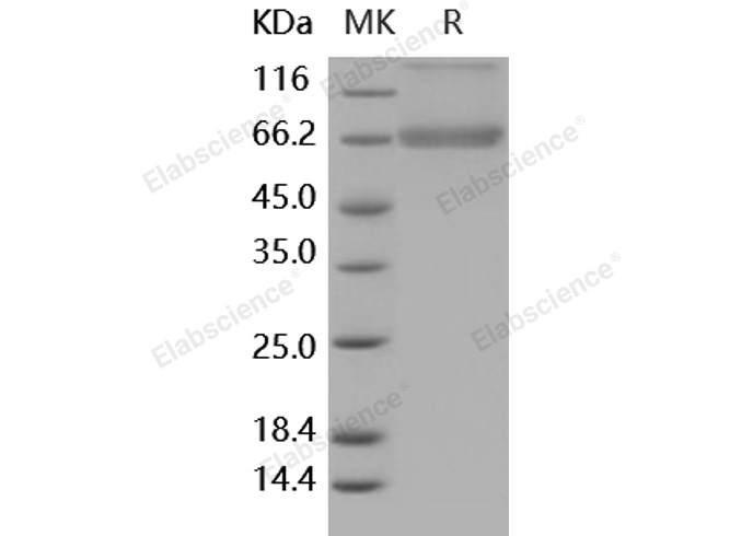 Валидация Elabscience PKSH031779(2414)
