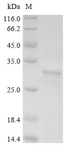 SDS-PAGE