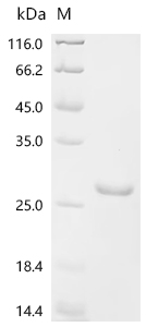 SDS-PAGE
