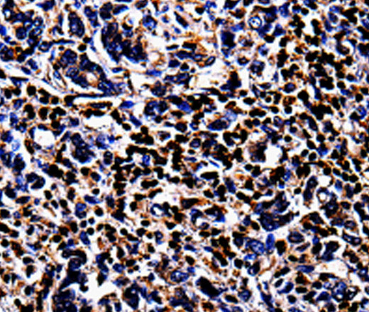 Валидация Elabscience E-AB-10017