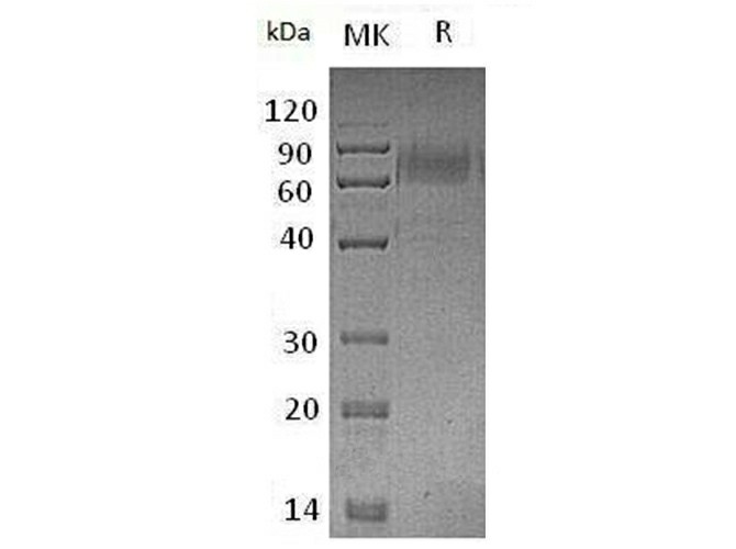 Валидация Elabscience PKSM041179(5087)