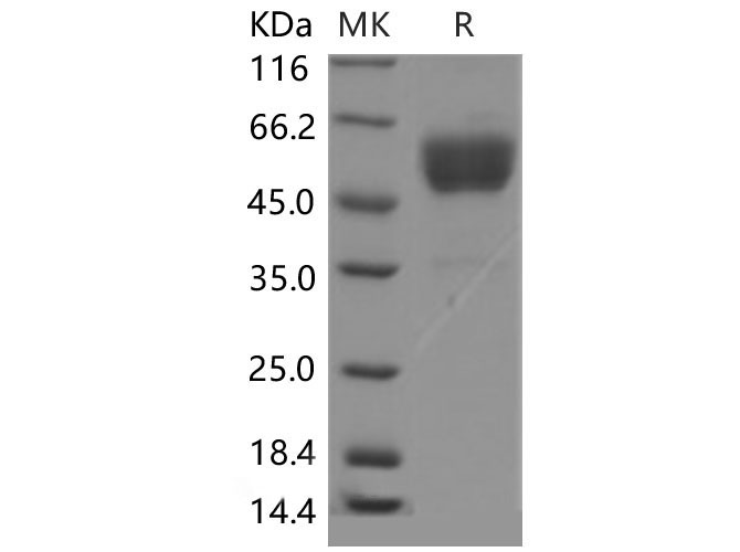 Валидация Elabscience PKSM040514(4506)