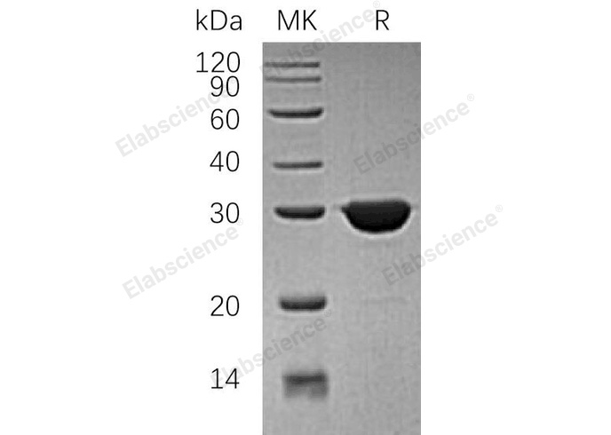 Валидация Elabscience PKSH033148(3506)