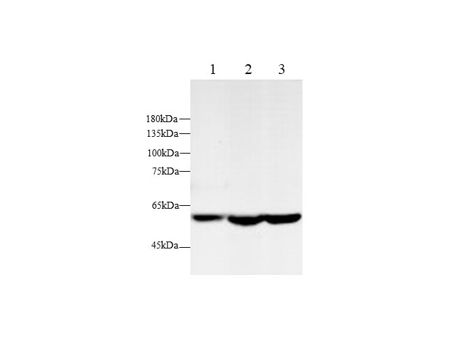 Вестерн-блоттинг, Ampk2, клетки Hep G2, HeLa и NIH/3T3