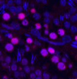 Валидация Elabscience E-AB-22001