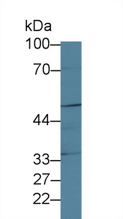 9955