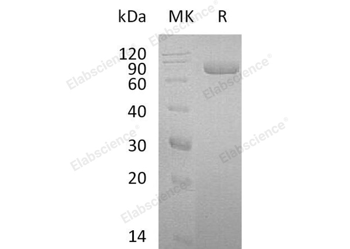 Валидация Elabscience PKSH032679(3113)