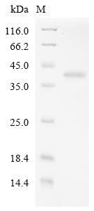 SDS-PAGE
