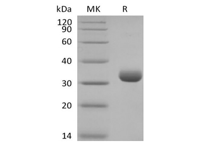 Валидация Elabscience PKSH034000(4231)