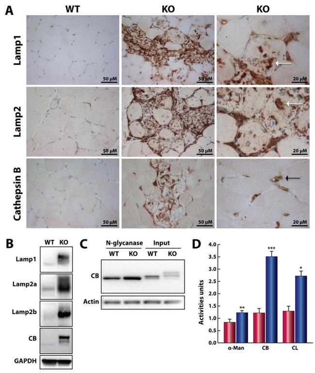 Валидация AssayVector ARM2439(4332)