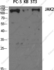 Вестерн-блоттинг, JAK2, клетки HT-29