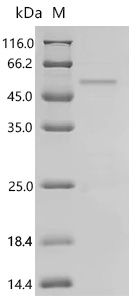 SDS-PAGE