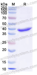 Валидация AntibodySystem YHC88201