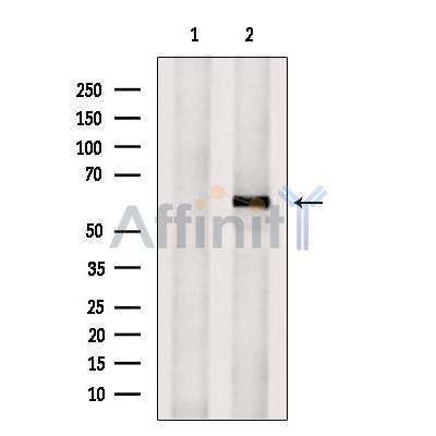 Валидация Affinity DF10091 - 5583