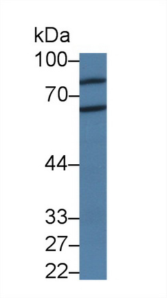 9550