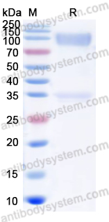 Валидация AntibodySystem EVV27602