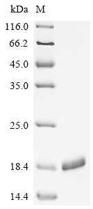 SDS-PAGE