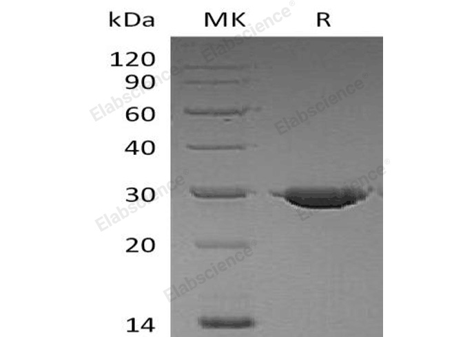 Валидация Elabscience PKSH032897(3300)