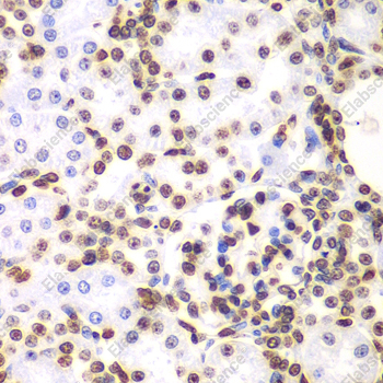 Иммуногистохимия, Histone H3, ткань почки крысы