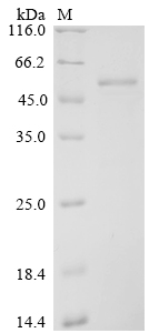 SDS-PAGE