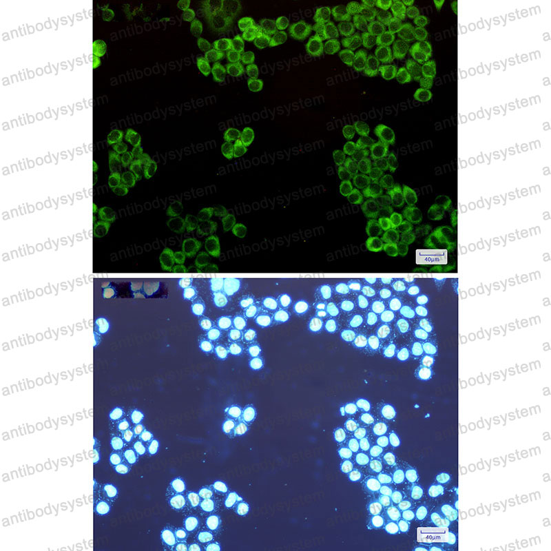 Валидация IF - AntibodySystem RHD57101