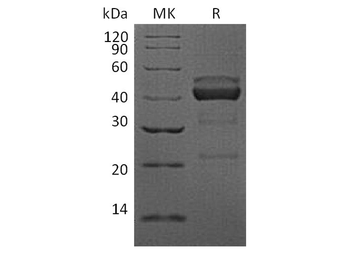 Валидация Elabscience PKSH033513(3817)