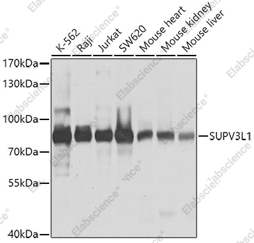Вестерн-блоттинг, SUPV3L1, различные клеточные линии