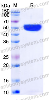 EHE05101, SDS-PAGE