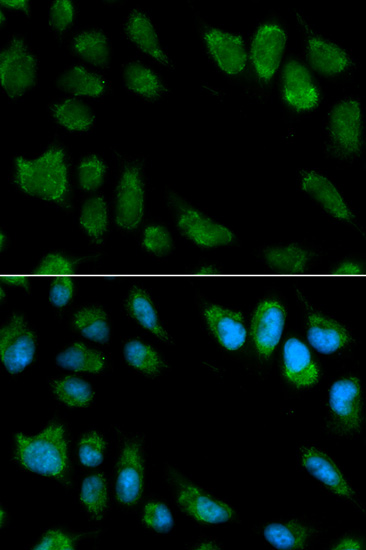 Валидация Elabscience E-AB-60596