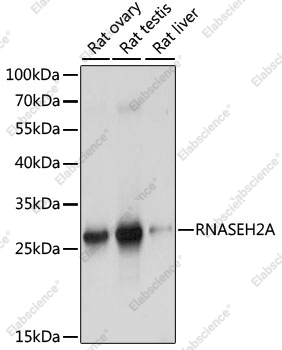 Вестерн-блоттинг, RNASEH2A, различные клеточные линии