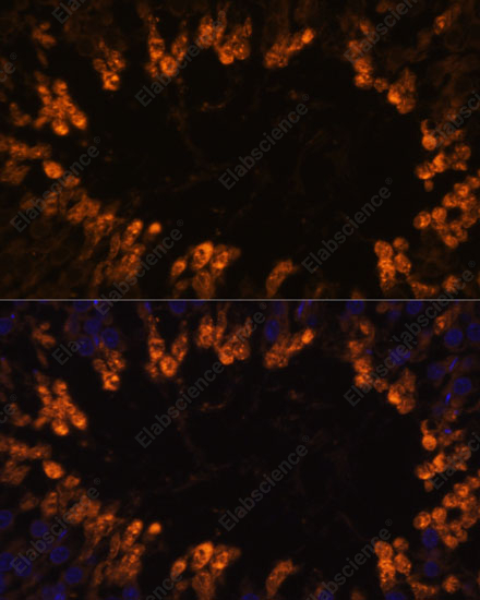 Иммунофлуоресценция, OXCT2, ткань семенника крысы
