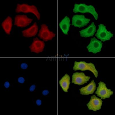 Валидация Affinity DF14842 - 10973