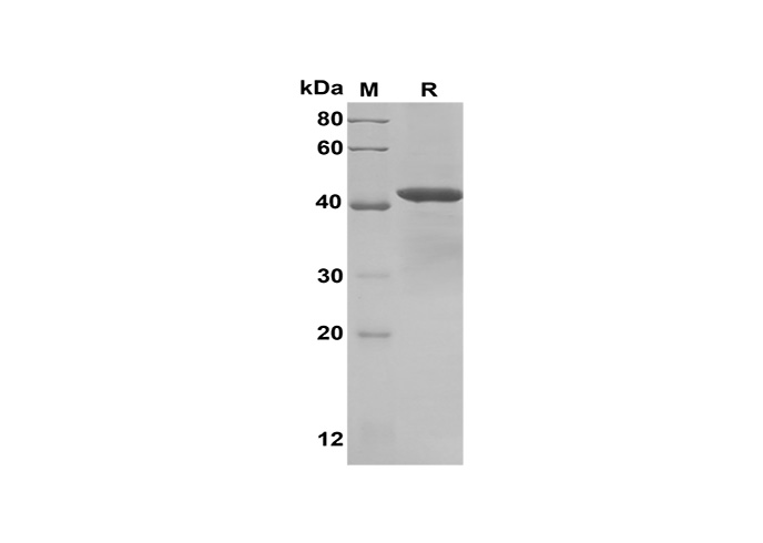 Валидация Elabscience PDEH100608(120)