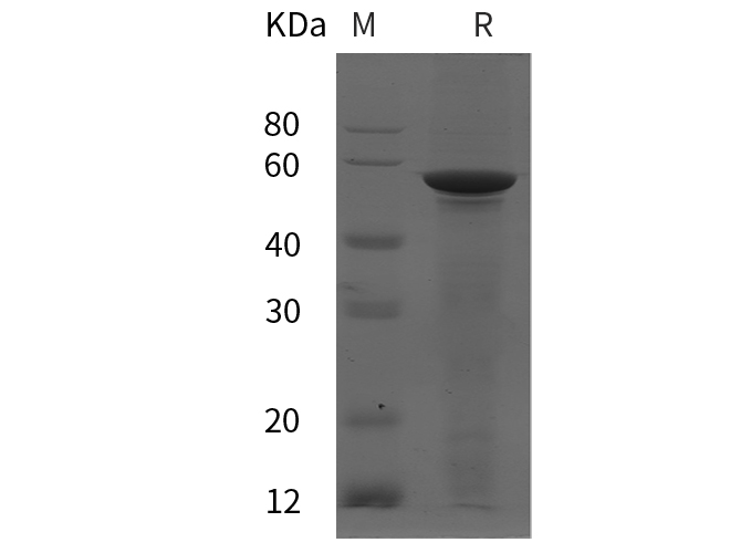 Валидация Elabscience PDEH100851(287)
