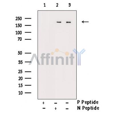 Валидация Affinity AF3480 - 2002