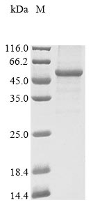 SDS-PAGE