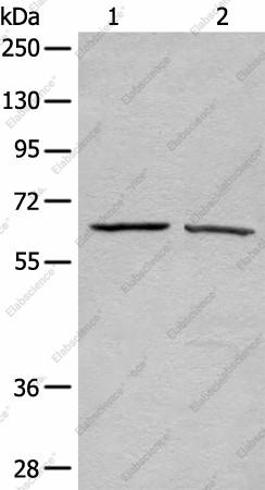 Вестерн-блоттинг, ATAD3A, клетки A431 и HeLa