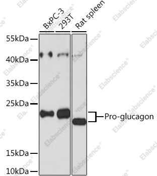 Вестерн-блоттинг, Pro-glucagon, различные клеточные линии