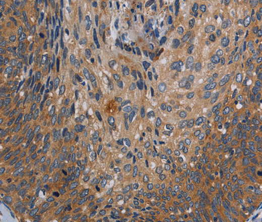 Валидация Elabscience E-AB-13492