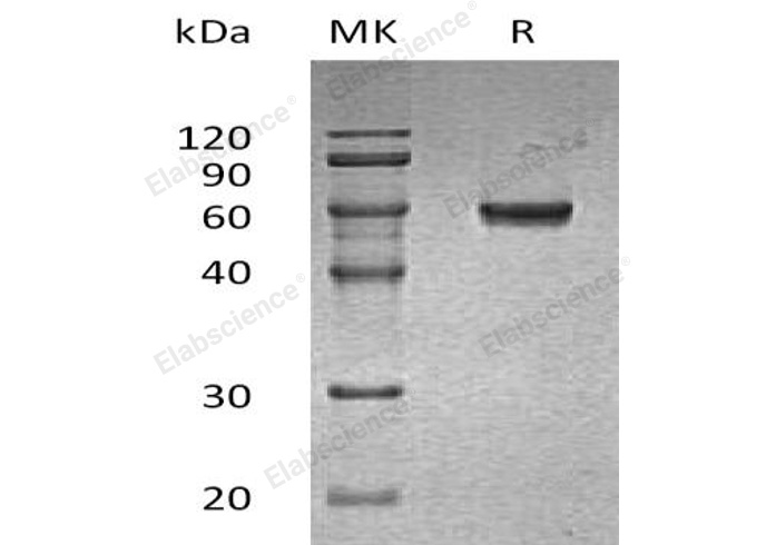 Валидация Elabscience PKSH032494(2960)