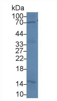 25754