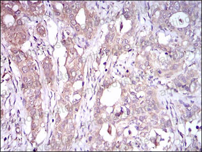 Валидация AntibodySystem RHJ63902