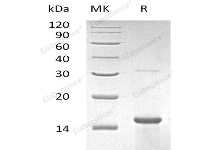 Валидация Elabscience PKSH033237(3580)