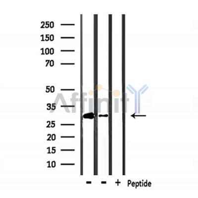 Валидация Affinity DF7569 - 19327