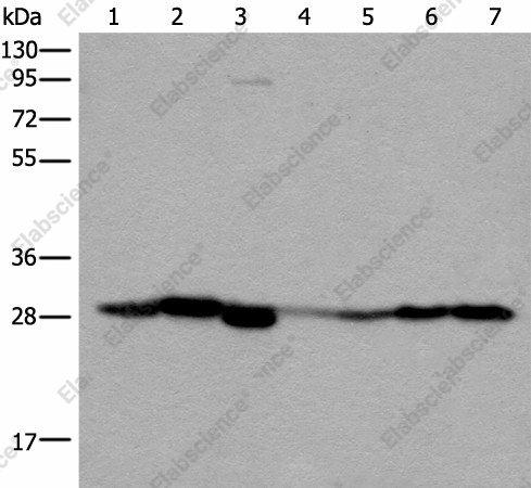 Вестерн-блоттинг, VTI1B, ткань почки человека, клетки RAW264.7, ткань почки мыши, ткань легкого человека, ткань печени плода человека, клетки HeLa и 231