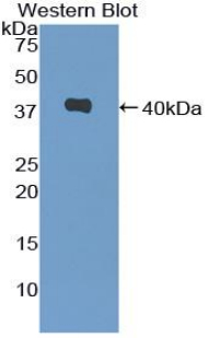 52215